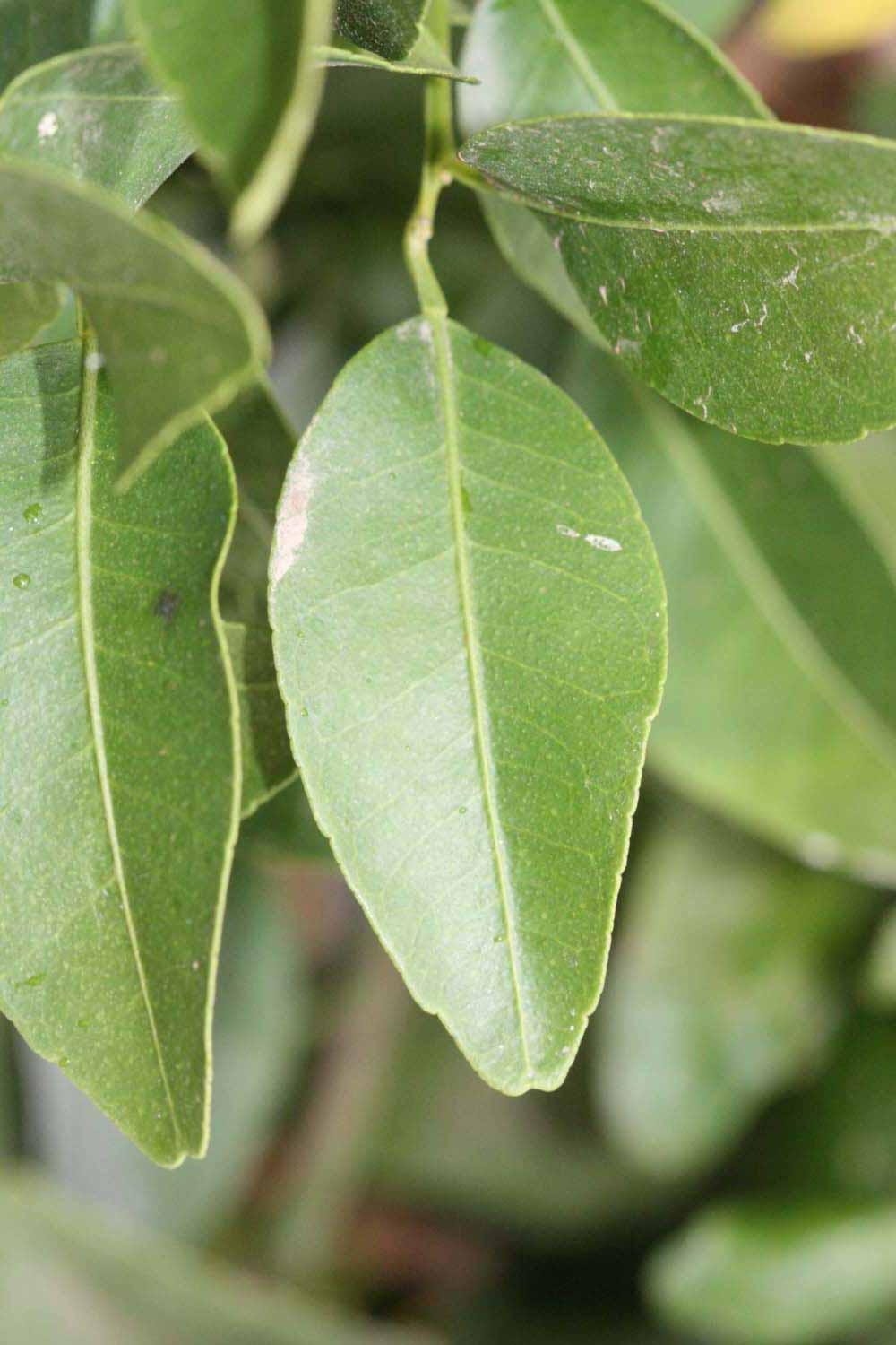              Unifoliolate leaf (Riverside, CA)       